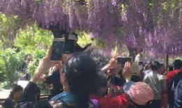 紫藤花园电视剧,爱恨交织的青春岁月