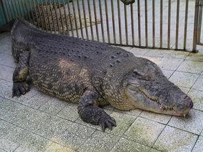 麻豆鳄,揭秘古老海洋霸主的传奇故事